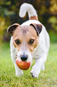 A jack russell terrier az egyik legegészségesebb fajta.