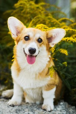A corgi külleme és viselkedése is bájos.