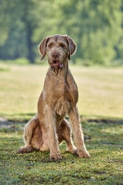 Drótszőrű magyar vizsla.