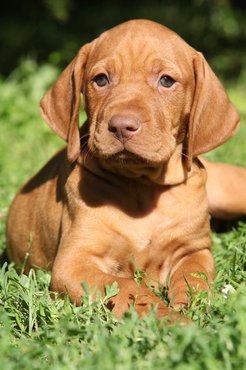 Rövidszőrű magyar vizsla kölyök.