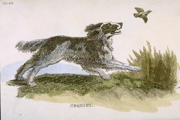 A spániel 1811-ben készült ábrázolása.