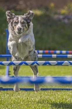 Érdemes többféle sportot kipróbálni kedvenceddel.
