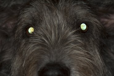 Legtöbbször sötétben észrevehető a tapetum lucidum fényvisszaverő funkciója