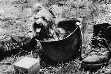Smoky, a háborús yorkshire terrier.