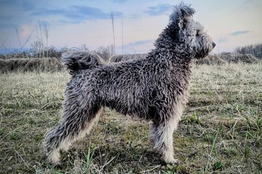 Fotó: Eszement Pumi Kennel