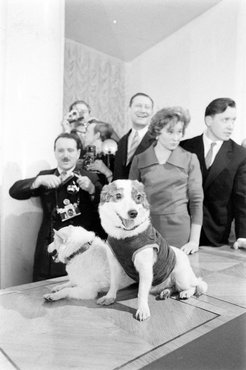 Bjelka és Sztrelka, az első kutyák, akik élve tértek vissza a világűrből.