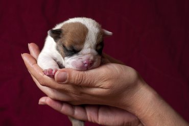 Angol bulldog kölyök.