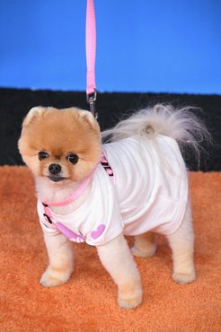 Jiffpom az Instagram legnépszerűbb kutyája, követőinek száma lassan eléri a 11 milliót.