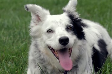 Chaser, a border collie több mint ezer szót ismert.
