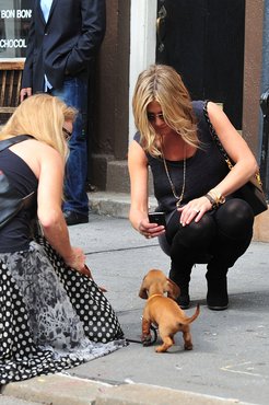 Jennifer Aniston egy járókelő kiskutyáját fényképezi.