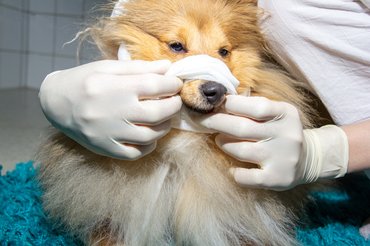 Hogy biztosan ne haraphasson meg a sérült kutya, érdemes fáslival finoman összekötözni a száját.