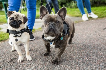 Mopsz és francia bulldog.