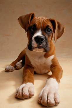 Boxer kölyök.