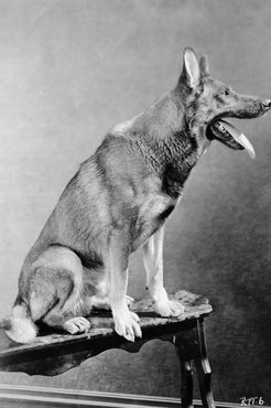 Rin Tin Tin.