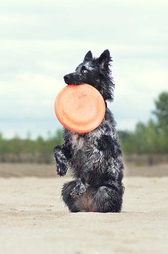 A frizbi is neki való sport.