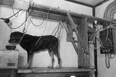 Pavlov híres kísérlete.