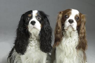 Cavalier King Charles Spaniel pár kan és szuka