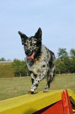 Az agility sportban is kiváló.
