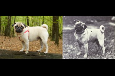 Mopsz ma és régen.