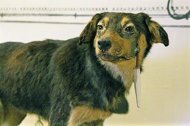 Az egyik kísérleti eb a Pavlov Múzeumban kitömve látható.