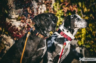 Fotó: Delight Catahoulas Hungary