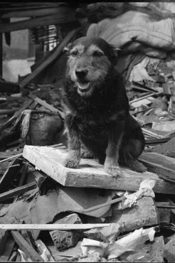Rip a romok között.