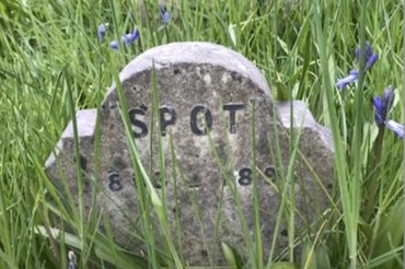 Spot sírja.