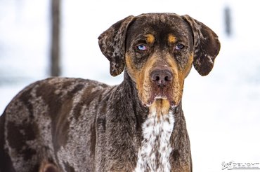 Logan. /Fotó: Delight Catahoulas Hungary