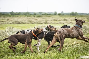 Fotó: Delight Catahoulas Hungary
