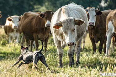 Szarvasmarha terelése. /Fotó: Delight Catahoulas Hungary