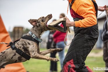 Fotó: Delight Catahoulas Hungary