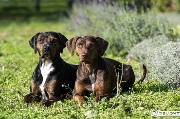 Fotó: Delight Catahoulas Hungary