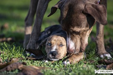 Fotó: Delight Catahoulas Hungary