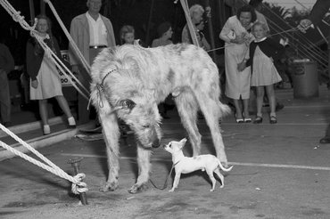 1951-es fotó egy ír farkaskutyáról és egy csivaváról.