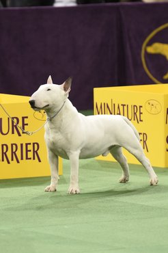 Miniatűr bullterrier.