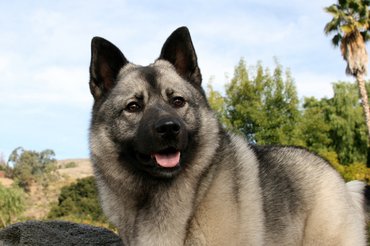 A különlegesen szép elkhund olyan, mintha csak rajzolták volna.