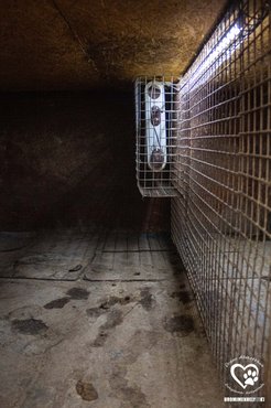 Az egyik kennel, itt öt kutya volt összezárva.