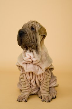 Kölyök shar pei.