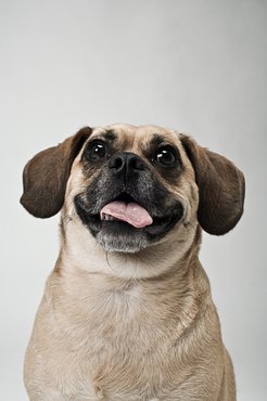 Puggle, azaz a mopsz és a beagle keveréke.