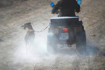 A spanyol agarak tréningje.