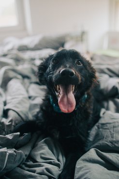 Pontosan tudja, hogy útban van és miatta nem tudsz beágyazni. Csak szívesen hancúrozik még!