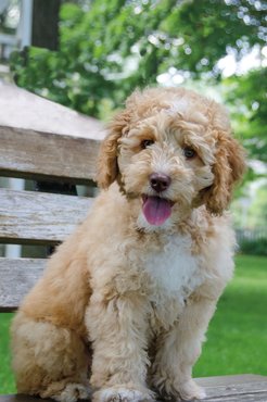 Labradoodle kölyök.