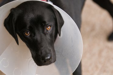Labrador egészségügyi gallérral a fején.
