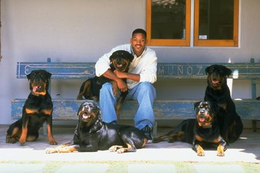A rottweiler a hírességek körében is népszerű fajta.