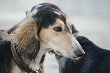 A perzsa agarak fején lévő fekete foltot Allah csókjának szokták nevezni.