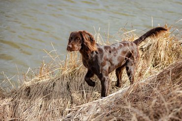 Hosszúszőrű német vizsla.