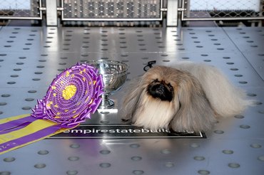 A pekingi palotakutyák a kiállítások sztárjai. Idén Wasabi lett a Westminster Dog Show győztese.