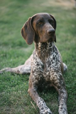Rövidszőrű német vizsla.