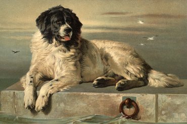 Sir Edwin Landseer, A Distinguished Member of The Human Society (1838).