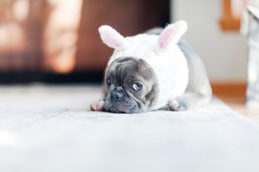 Elképzelhető, hogy az első napokban félni fog tőled, de ez nem ellened szól, hanem a rossz tapasztalatok miatt van